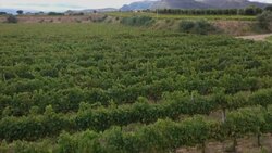CLEAN : Bolivian wine-growers banking on 'distinctive' altitude flavour News Clip