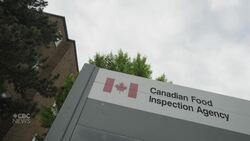 Flight from Ukraine containing hundreds of dogs; dozens of them dead News Clip