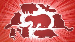 Where Will The Next Pandemic Come From? Instructional Video