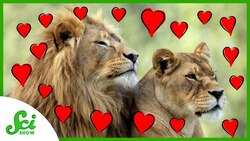 Can Feeling the Love Save Lions? | SciShow News Instructional Video