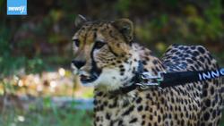 Racing To Save Cheetahs News Clip