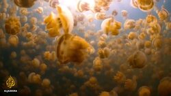 Palau corals ‘may hold answer’ to facing climate change threat News Clip