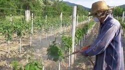 Man with hat or vintner spraying pesticides on vineyard Stock Footage