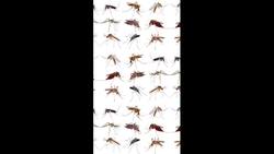 What If We Killed All Mosquitoes? Instructional Video