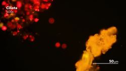 Revealing the Hidden Colors of the Microcosmos Instructional Video