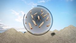 Sprawling termite mounds found in Brazil Instructional Video