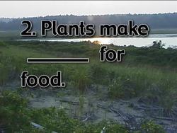 Activities of Plants Quiz Instructional Video