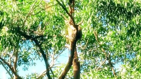 Koalas: Behavior, Adaptations, and Life Cycle