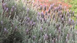 field of lavenders and other flowers in spring time Stock Footage