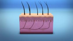 Scientists discover new pain-sensing organ in the skin Instructional Video