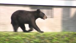 Harrison police: Bear roaming in West Harrison was euthanized News Clip