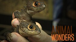 New Ambassadors - Dragons and Poof! Instructional Video