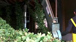 There is still a lot of work to be done, after a hops field has been harvest Stock Footage