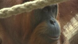Frankfurt Zoo presents 10-day-old orangutan baby News Clip