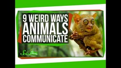9 Weird Ways Animals Communicate Instructional Video