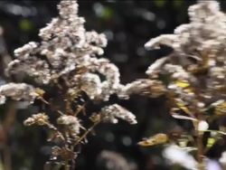 Fall: Plants and Animals in Fall Instructional Video