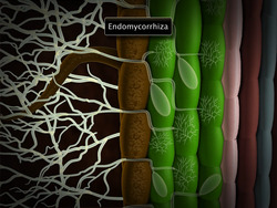 Microbes as Biofertilisers Instructional Video