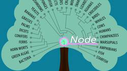 Interpreting a Cladogram Instructional Video