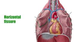 Lungs Instructional Video