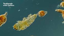 Adventures in Being Eaten Instructional Video