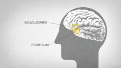 Why watching cute animal videos is good for your brain News Clip