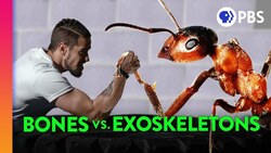 Why Is Our Skeleton On the Inside? Instructional Video