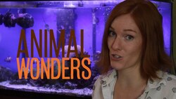 Ask Jessi 3 Instructional Video