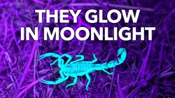 Why Scorpions Glow in the Dark Instructional Video