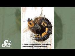 Out of sight, out of hive mind #shorts #science #SciShow Instructional Video