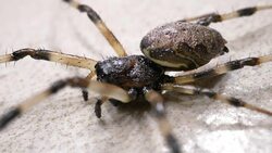 Spider Moves Slowly Stock Footage