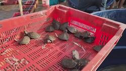 15,000 endangered turtles just got freed into the Amazon News Clip