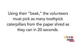 Can You Hide in Plain Sight? A Camouflage STEM Activity Instructional Video