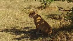 lioness hunting in savanna at africa Stock Footage