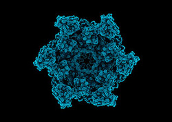 Ribosomes Instructional Video