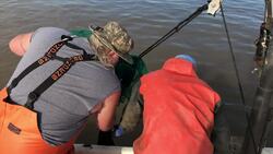 US sturgeon mount comeback from edge of extinction Instructional Video