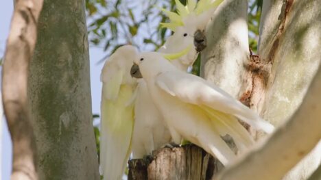 The Feet on These Vocal Little Birds Make Them Incredible Climbers