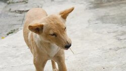 Feeding food to homeless dog on pathway. Stock Footage