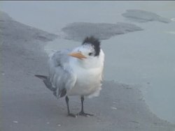 Describing Matter and Its Properties Quiz Instructional Video