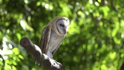 I WONDER - Why Do Owls Make Pellets? Instructional Video