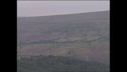 Cows on pyre awaiting incineration News Clip