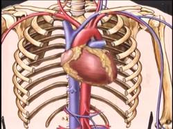Late Scientific Revolution - William Harvey Instructional Video