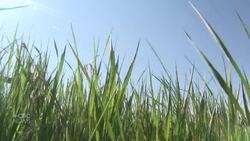 The seeding is nearly done. Now, southern Alberta farmers wait for rain News Clip