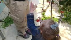 Strawberry Picking in Korea - Family Day Out Fun - Vlog 12 Instructional Video