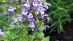 British Wildlife: Bees Instructional Video