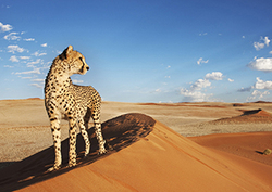 Cheetah Instructional Video