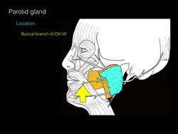 Parotid gland Instructional Video