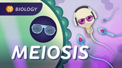 Meiosis: Why Are All Humans Unique?: Crash Course Biology #30 Instructional Video