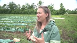 This Montreal group grows free produce for those in need on city-owned land News Clip