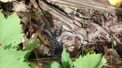Windsor-Essex wildlife preservationists lament death Gordo the Massasauga rattler News Clip