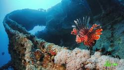 Weird Ways We've Fought Invasive Species Instructional Video